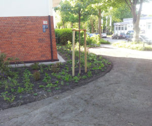 Anpflanzung / Strassenbegrünung / Gartenbau in Wilhelmshaven