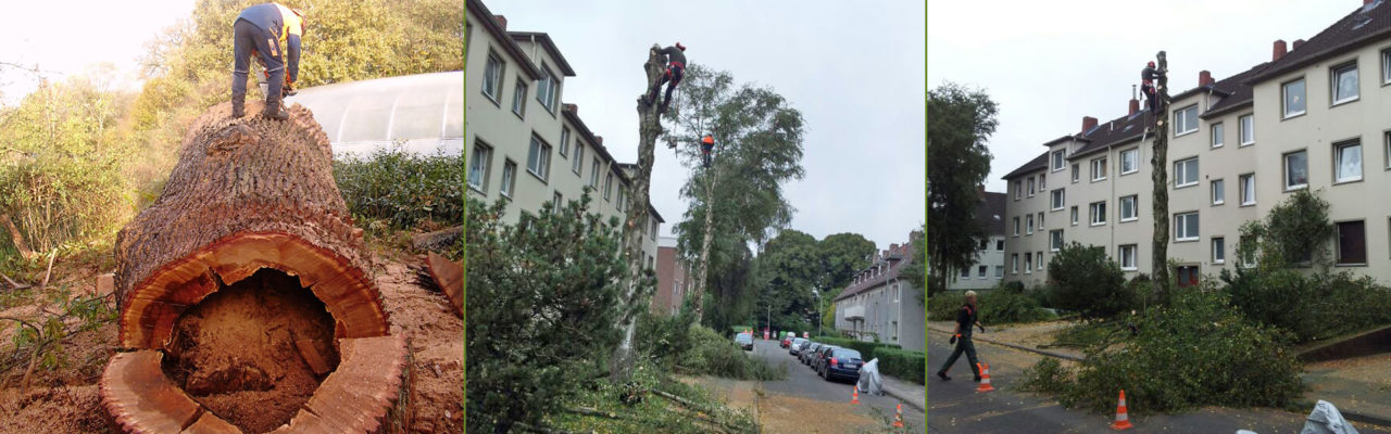 Baumfällungen und Baumpflege in Wilhelmshaven