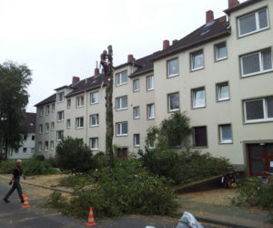 Baumfällarbeiten in Wilhelmshaven