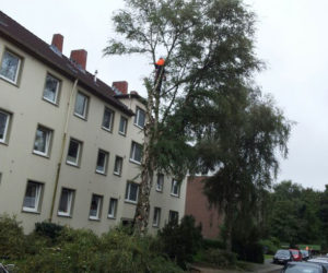 Baumfällarbeiten in Wilhelmshaven