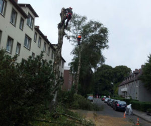 Baumfällarbeiten in Wilhelmshaven