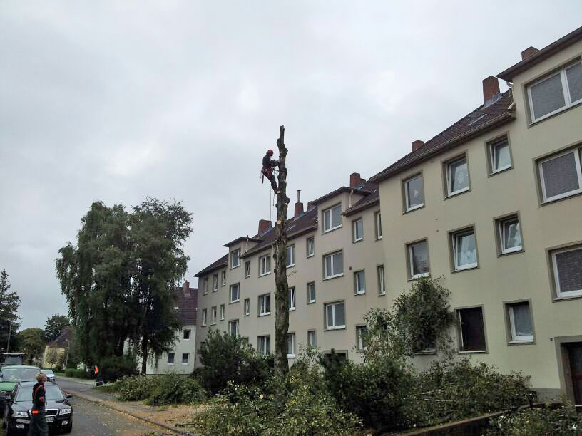 Baumfällarbeiten in Wilhelmshaven