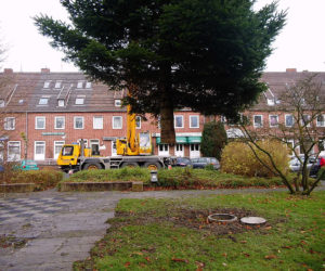 Weihnachtsbaum-Transport in Wilhelmshaven