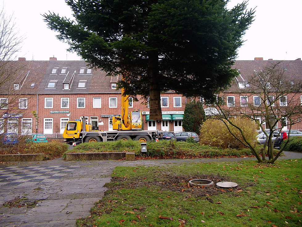 Weihnachtsbaum-Transport in Wilhelmshaven