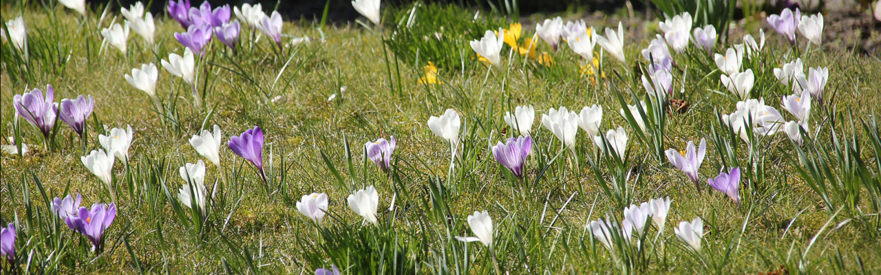 Experten für Garten & Landschaft aus Wilhelmshaven